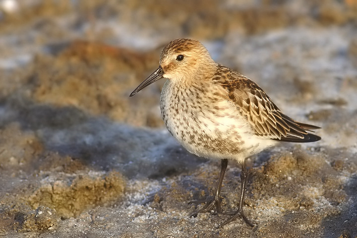 piovanello pancianera Calidris alpina alpina?